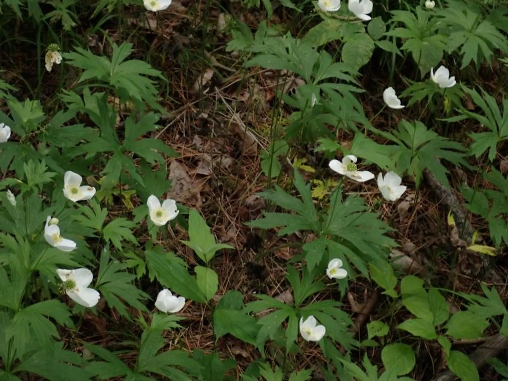 0 Marshall Phillips Road Brandon VT 05733