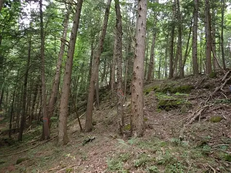 0 Marshall Phillips Road Brandon VT 05733