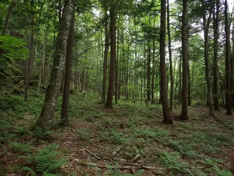 0 Marshall Phillips Road Brandon VT 05733