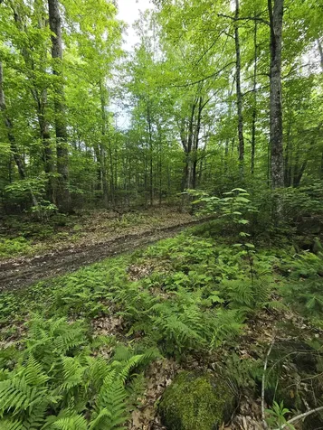 882 Morse Road Haverhill NH 03765