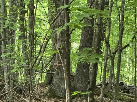 882 Morse Road Haverhill NH 03765