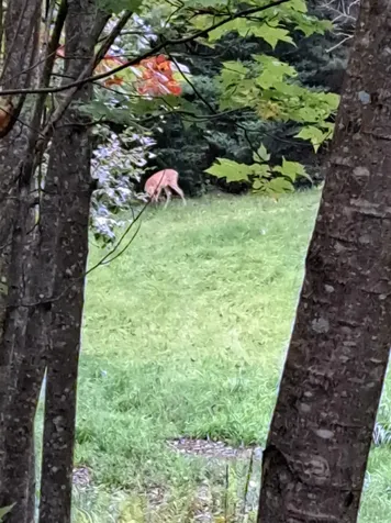 882 Morse Road Haverhill NH 03765