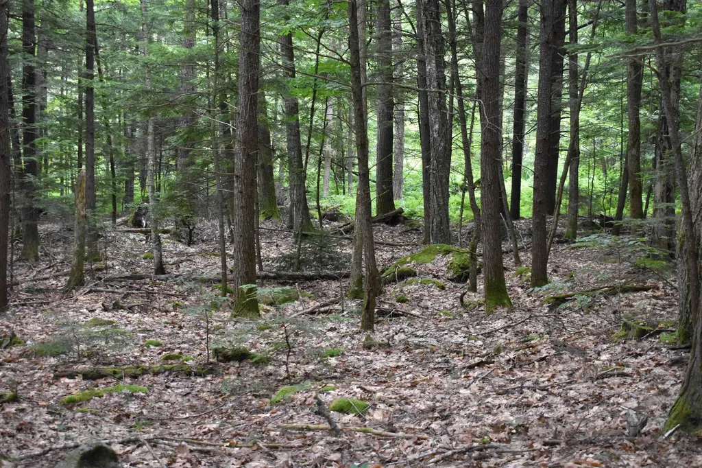 Saunders Hill Road Wentworth NH 03282