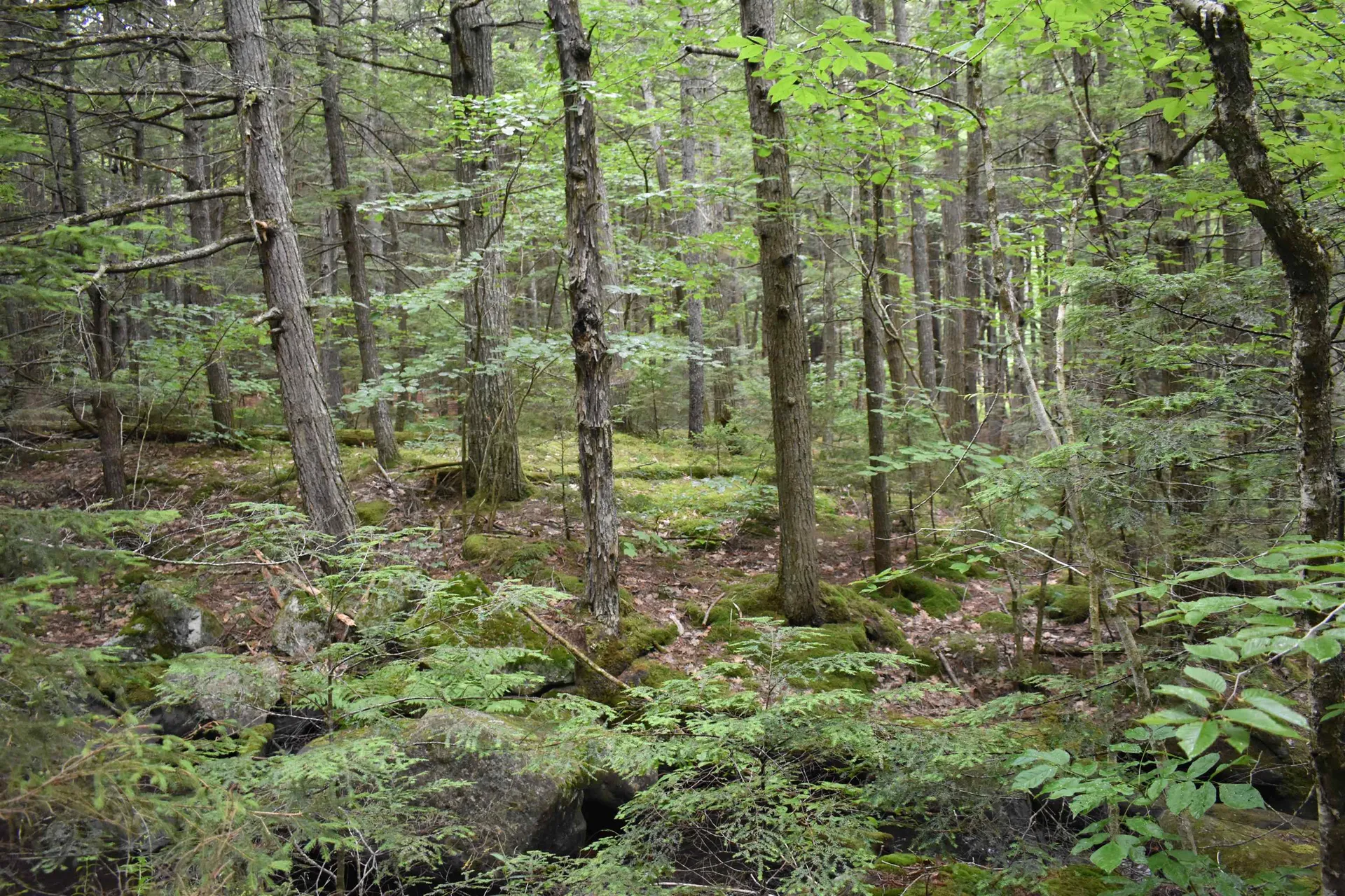 Saunders Hill Road Wentworth NH 03282