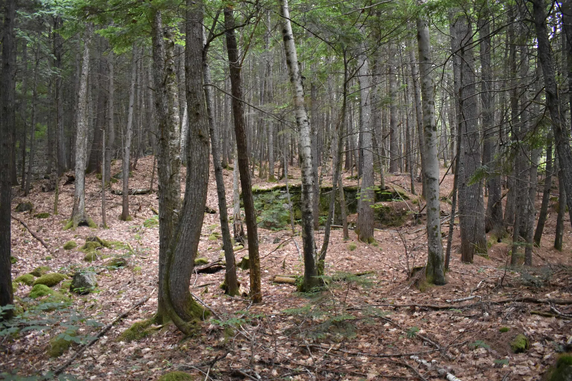 Saunders Hill Road Wentworth NH 03282