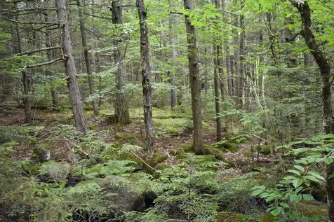 Saunders Hill Road Wentworth NH 03282