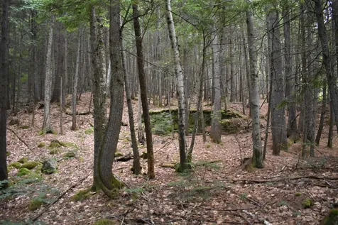 Saunders Hill Road Wentworth NH 03282