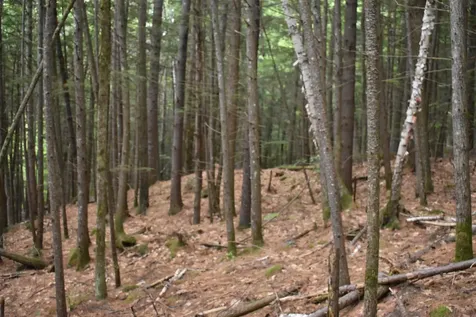 Saunders Hill Road Wentworth NH 03282