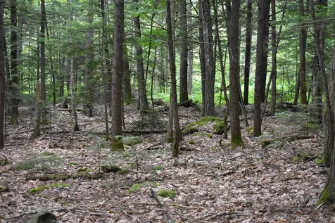 Saunders Hill Road Wentworth NH 03282