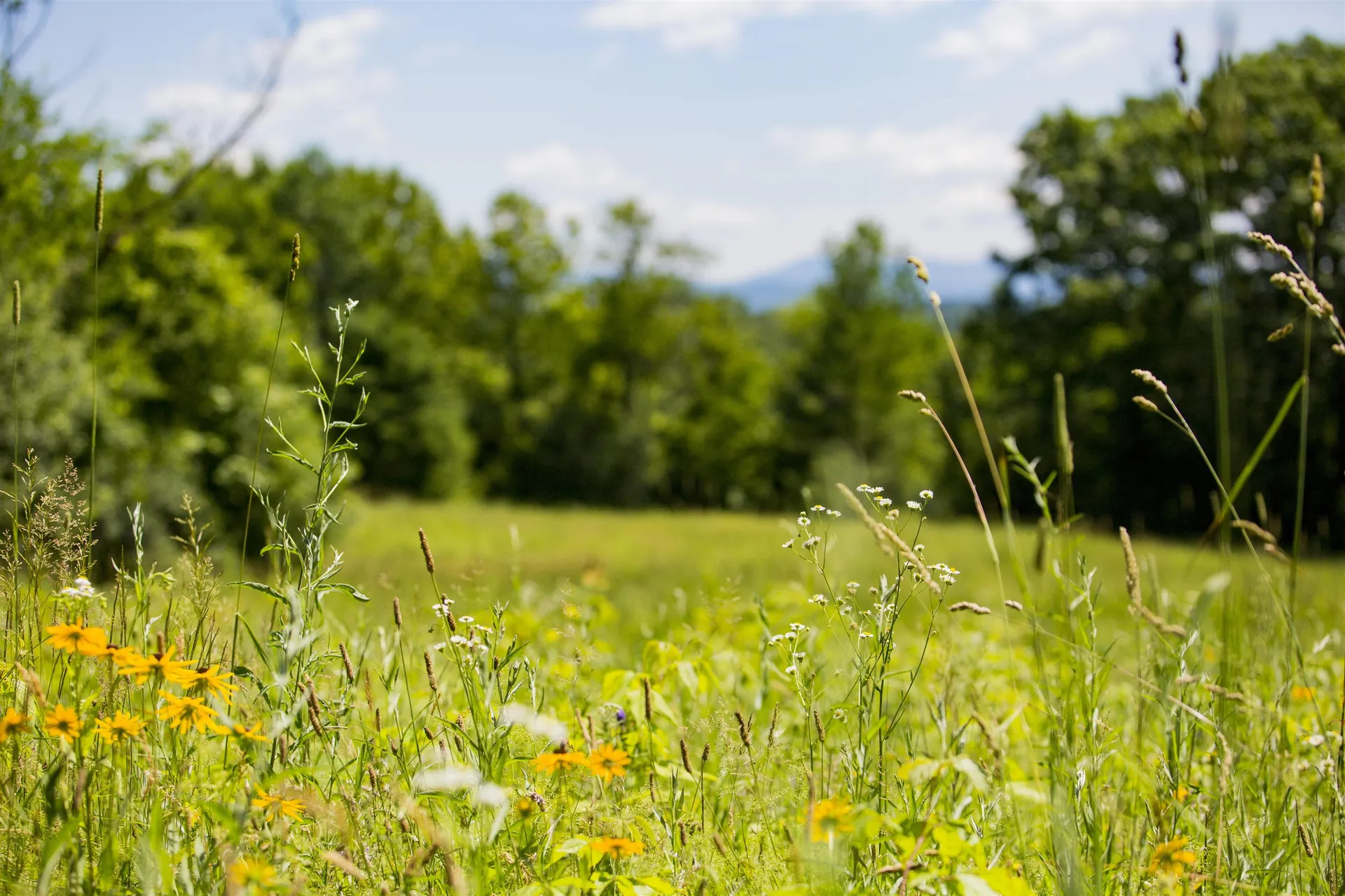 3702 Mount Philo Road Charlotte VT 05445