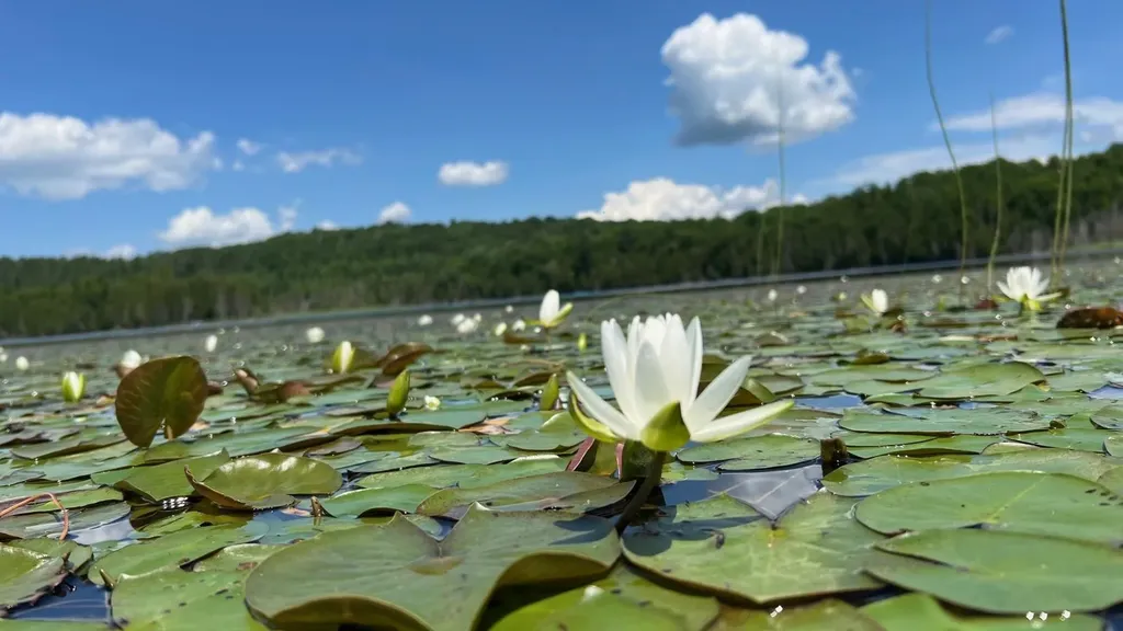 Tbd Stevens Road Barton VT 05822