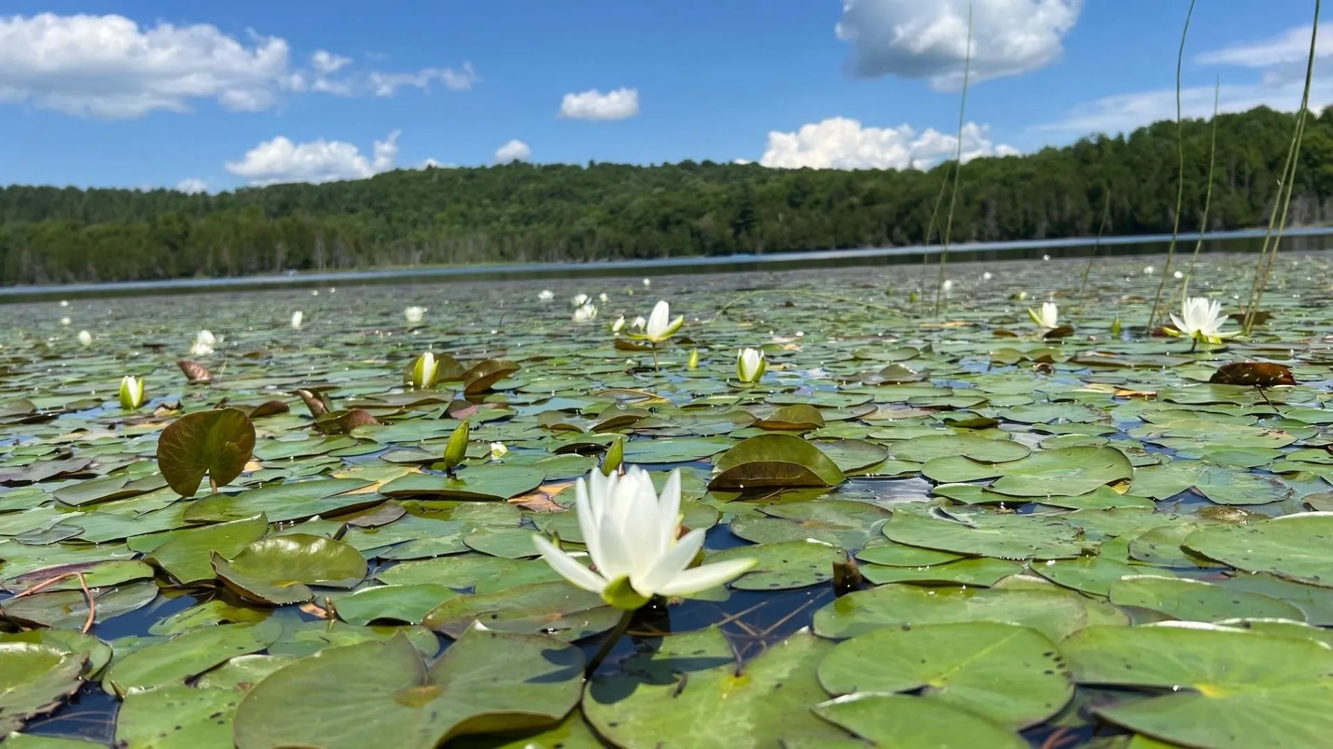 Tbd Stevens Road Barton VT 05822