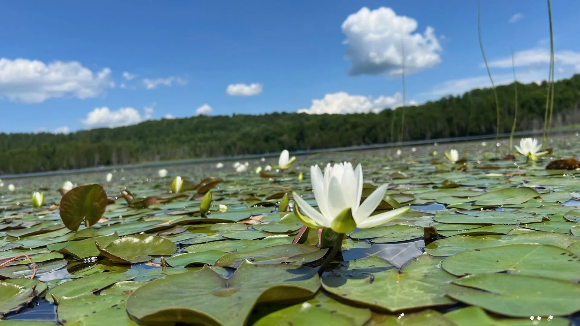 Tbd Stevens Road Barton VT 05822
