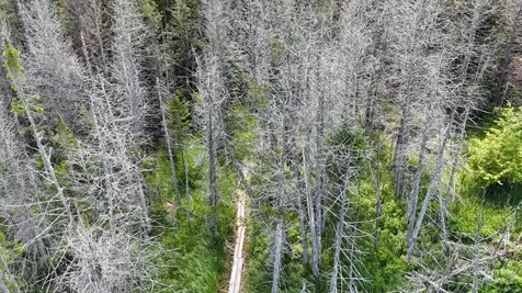 Tbd Stevens Road Barton VT 05822