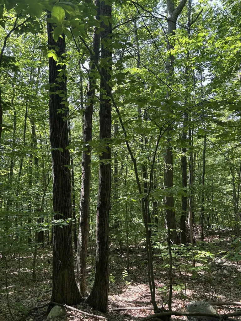 Upper Plains Road Salisbury VT 05769