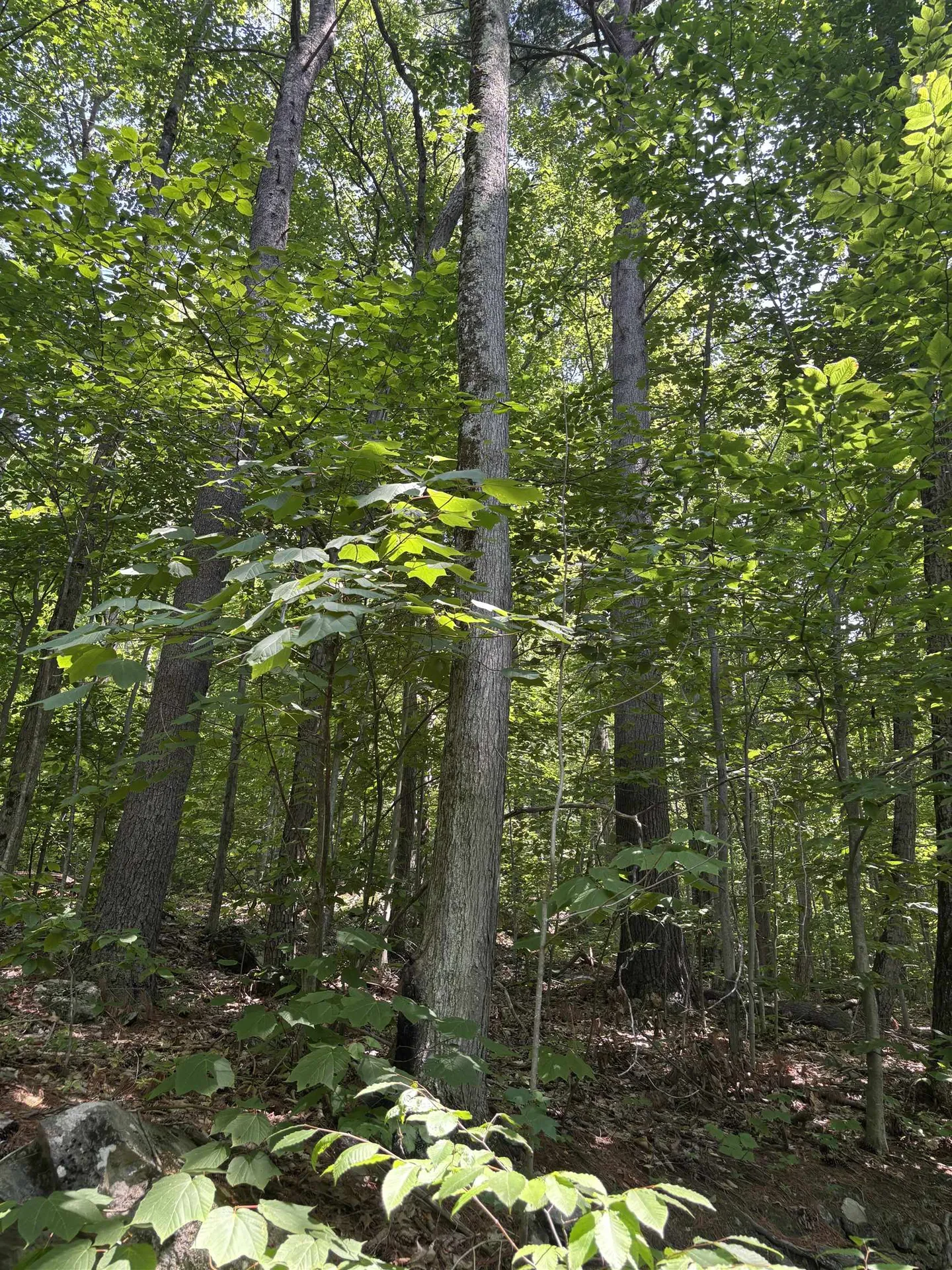 Upper Plains Road Salisbury VT 05769