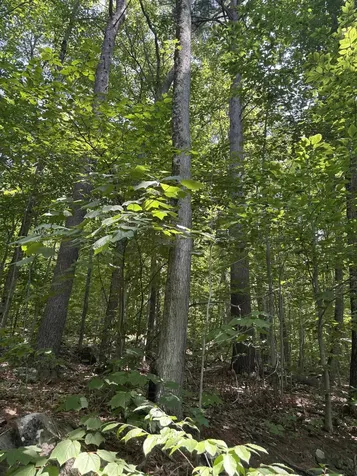 Upper Plains Road Salisbury VT 05769