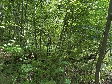 00 Vermont Route 103 Chester VT 05143