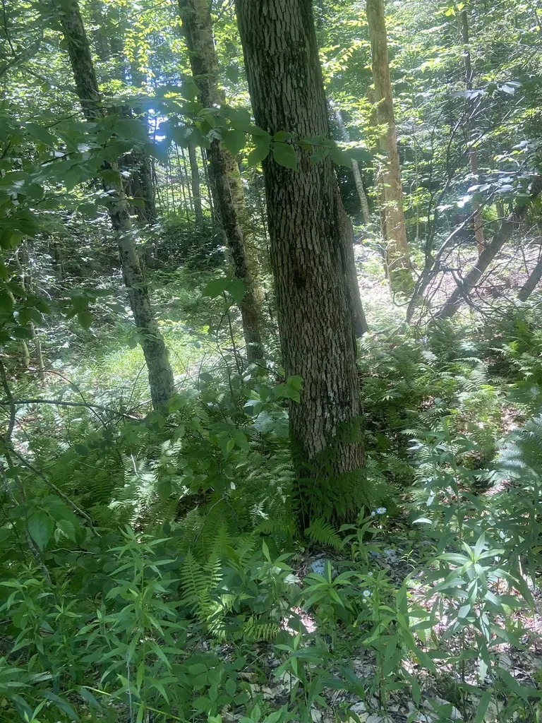 88 Cedar Lane Peru VT 05152