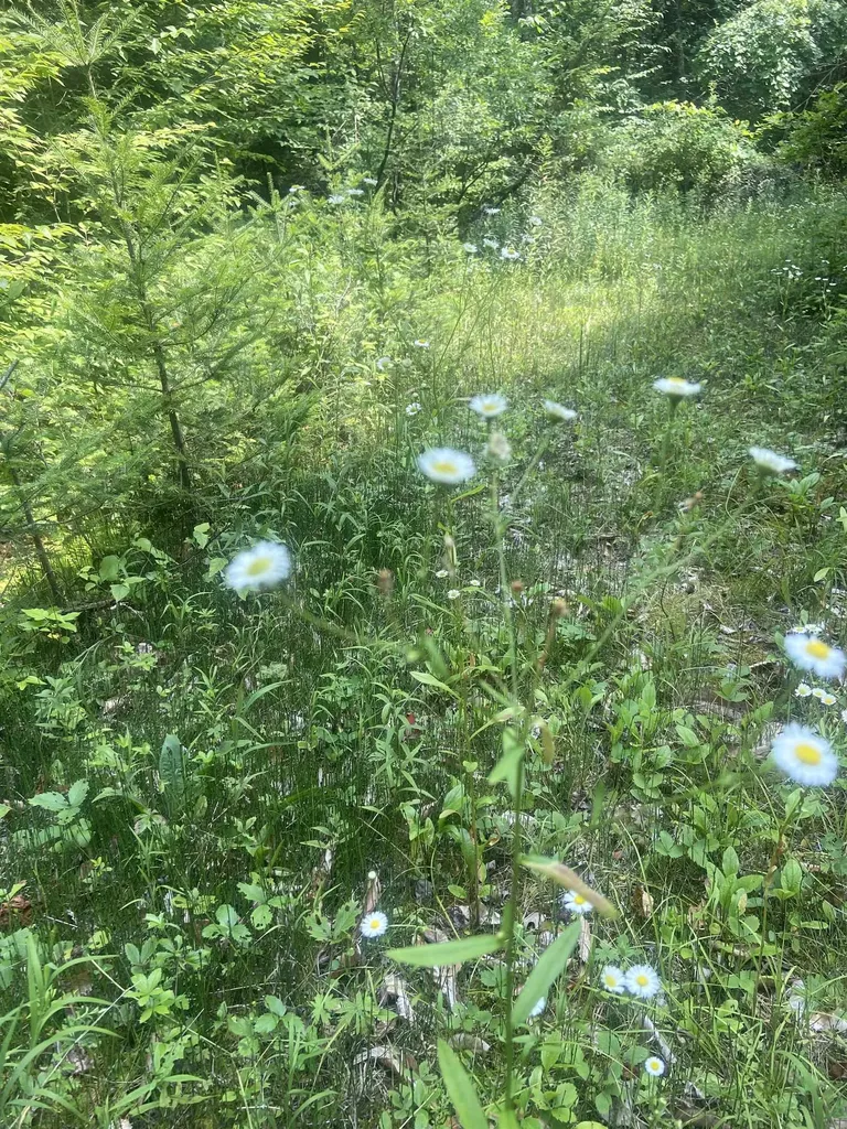 188 Cedar Lane Peru VT 05152