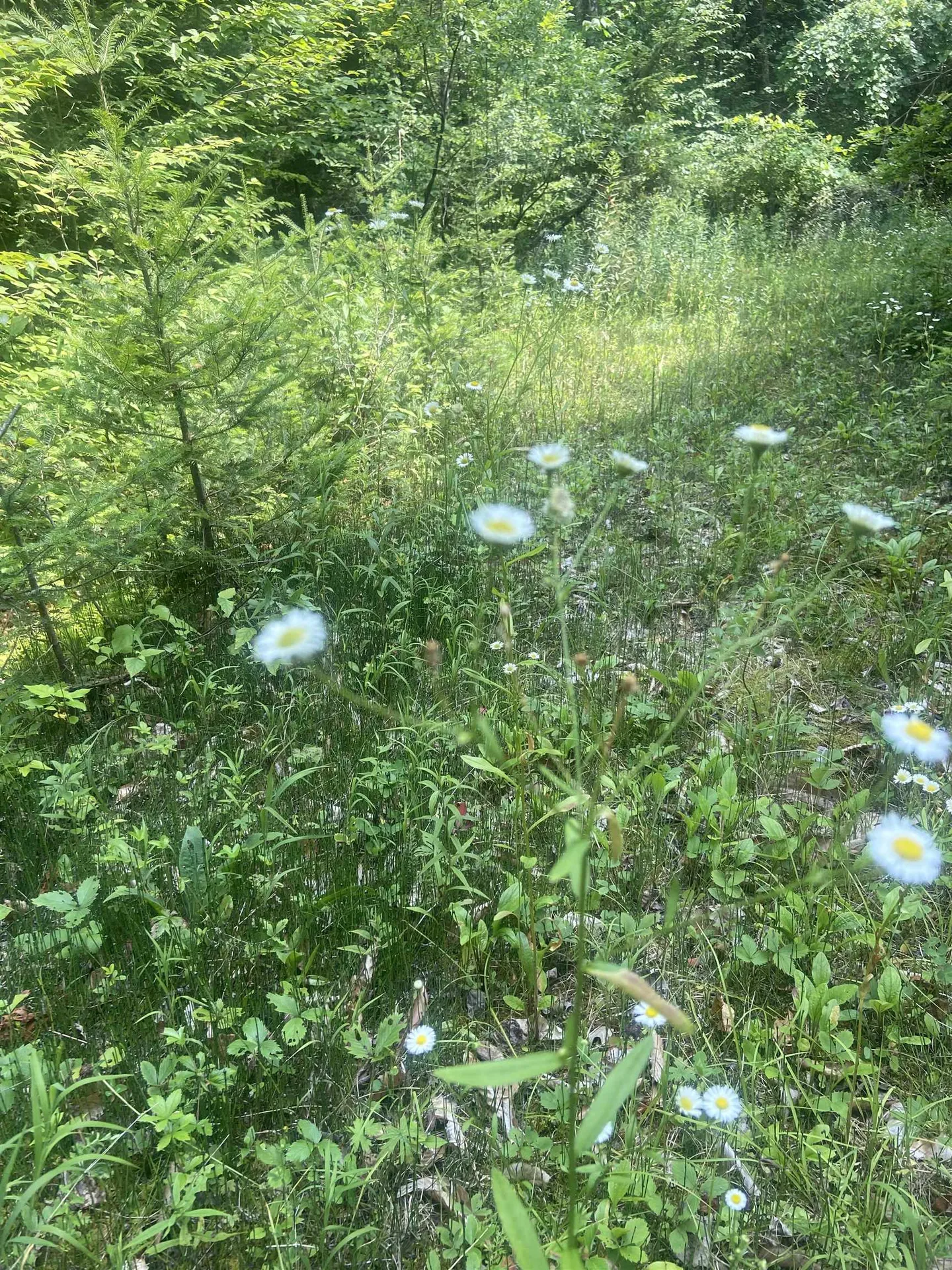 188 Cedar Lane Peru VT 05152