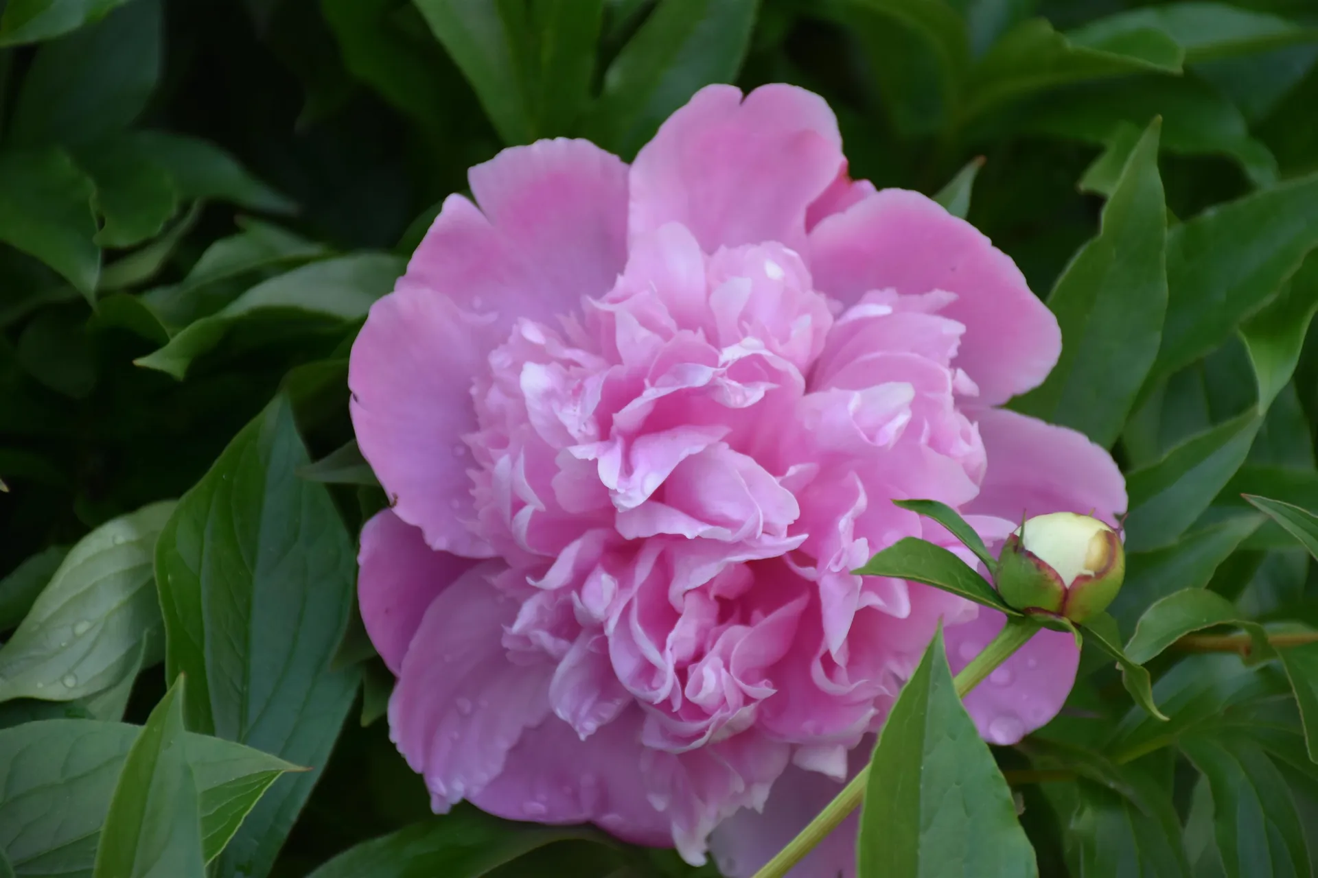 26 Woodland Drive Barre City VT 05641