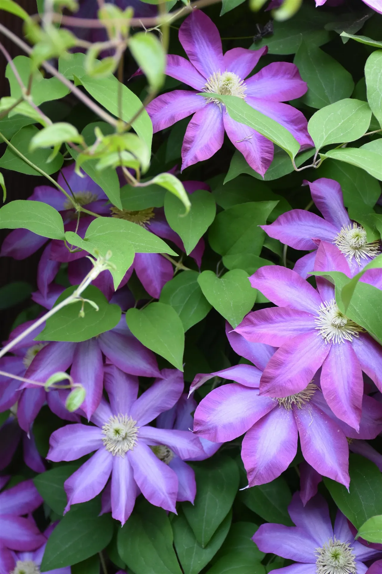 26 Woodland Drive Barre City VT 05641