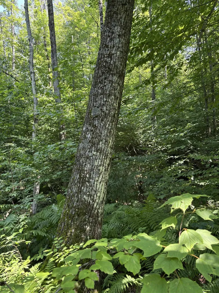 Upper Plains Road Salisbury VT 05769