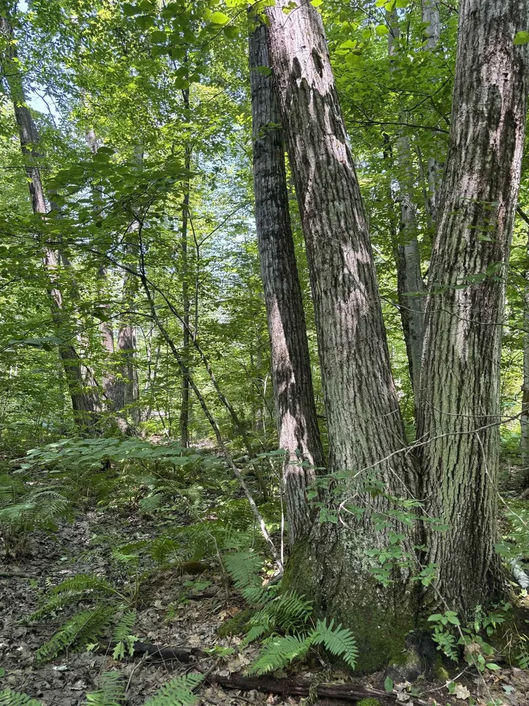 Upper Plains Road Salisbury VT 05769