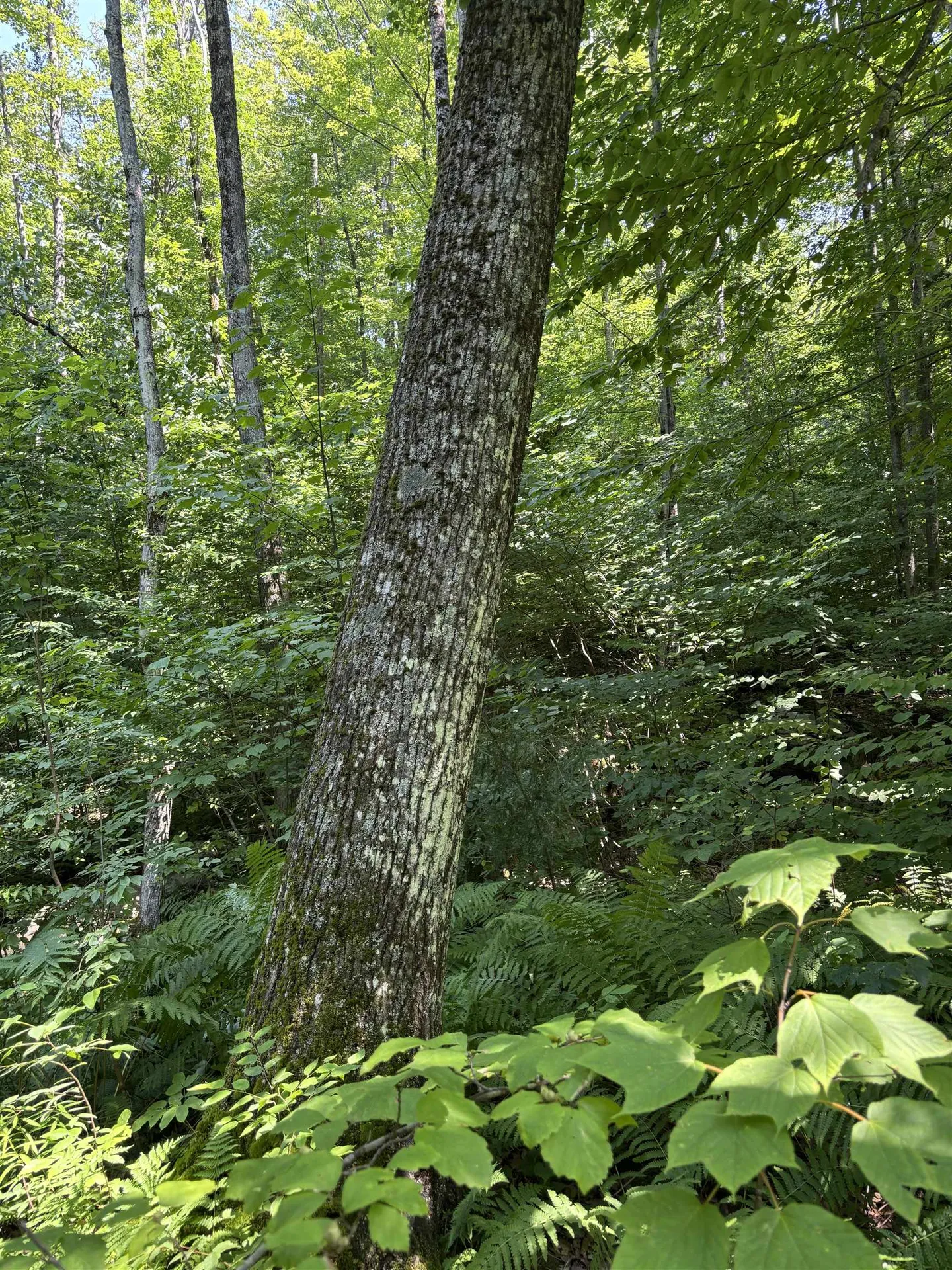 Upper Plains Road Salisbury VT 05769