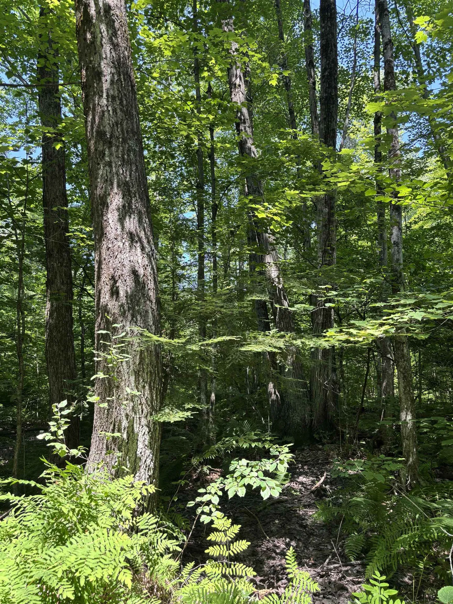 Upper Plains Road Salisbury VT 05769