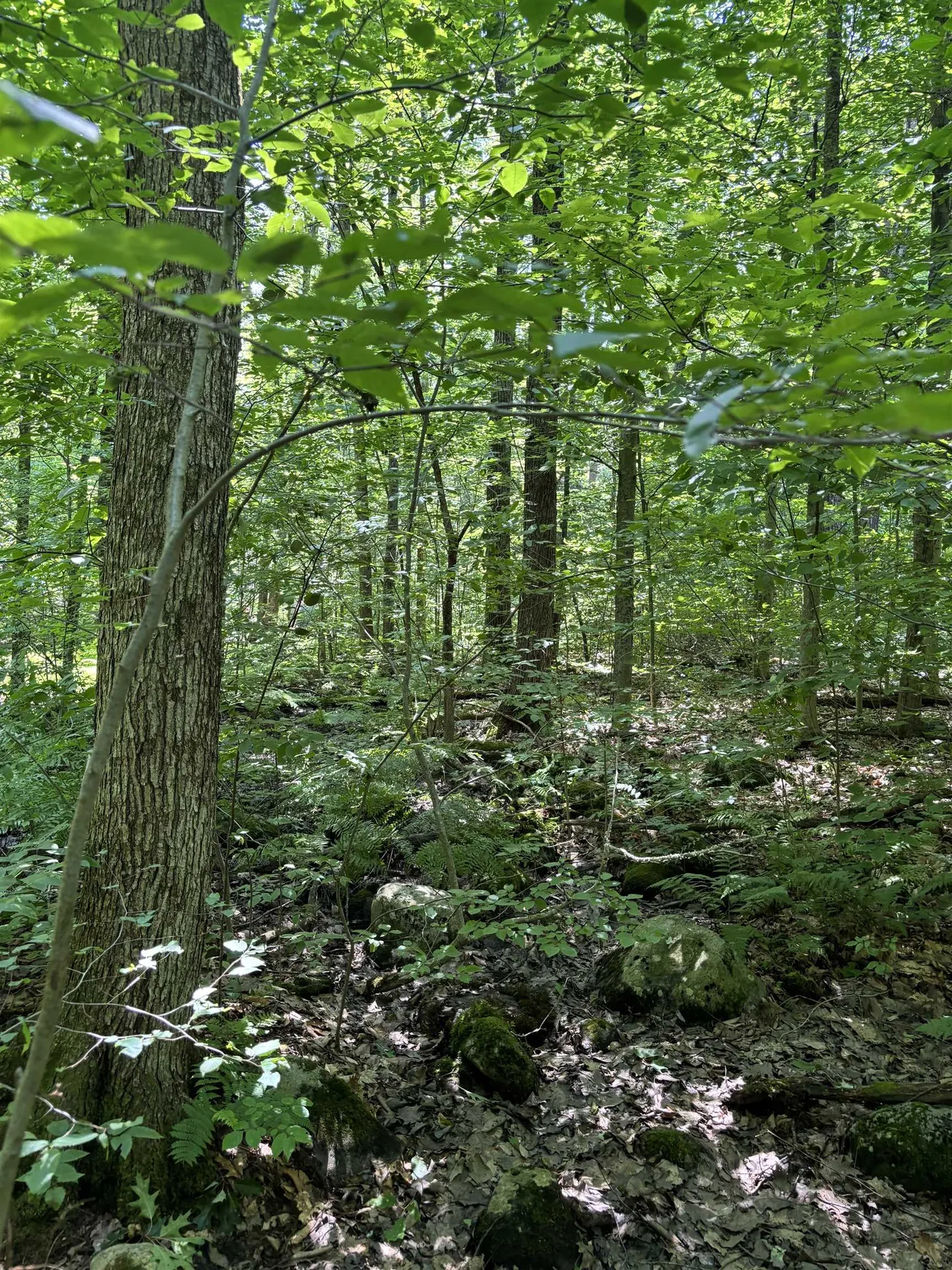 Upper Plains Road Salisbury VT 05769