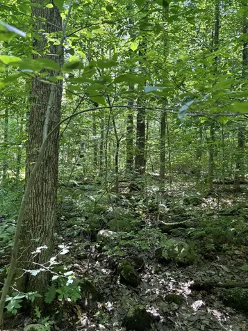 Upper Plains Road Salisbury VT 05769