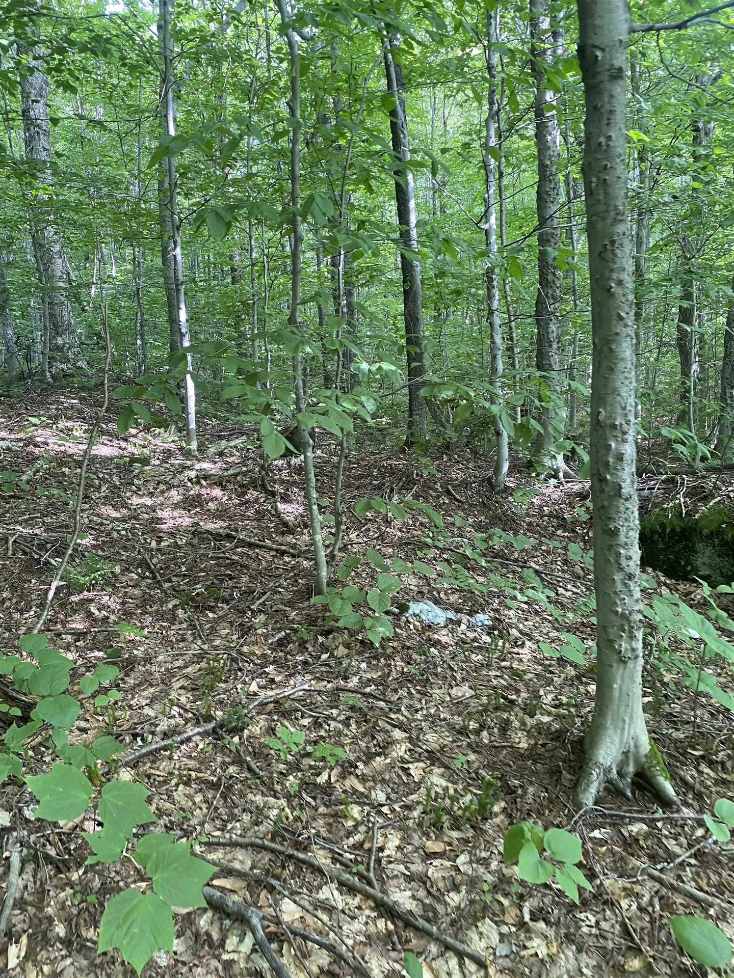 0 Maple Street Jay VT 05859