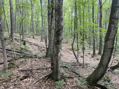 0 Maple Street Jay VT 05859