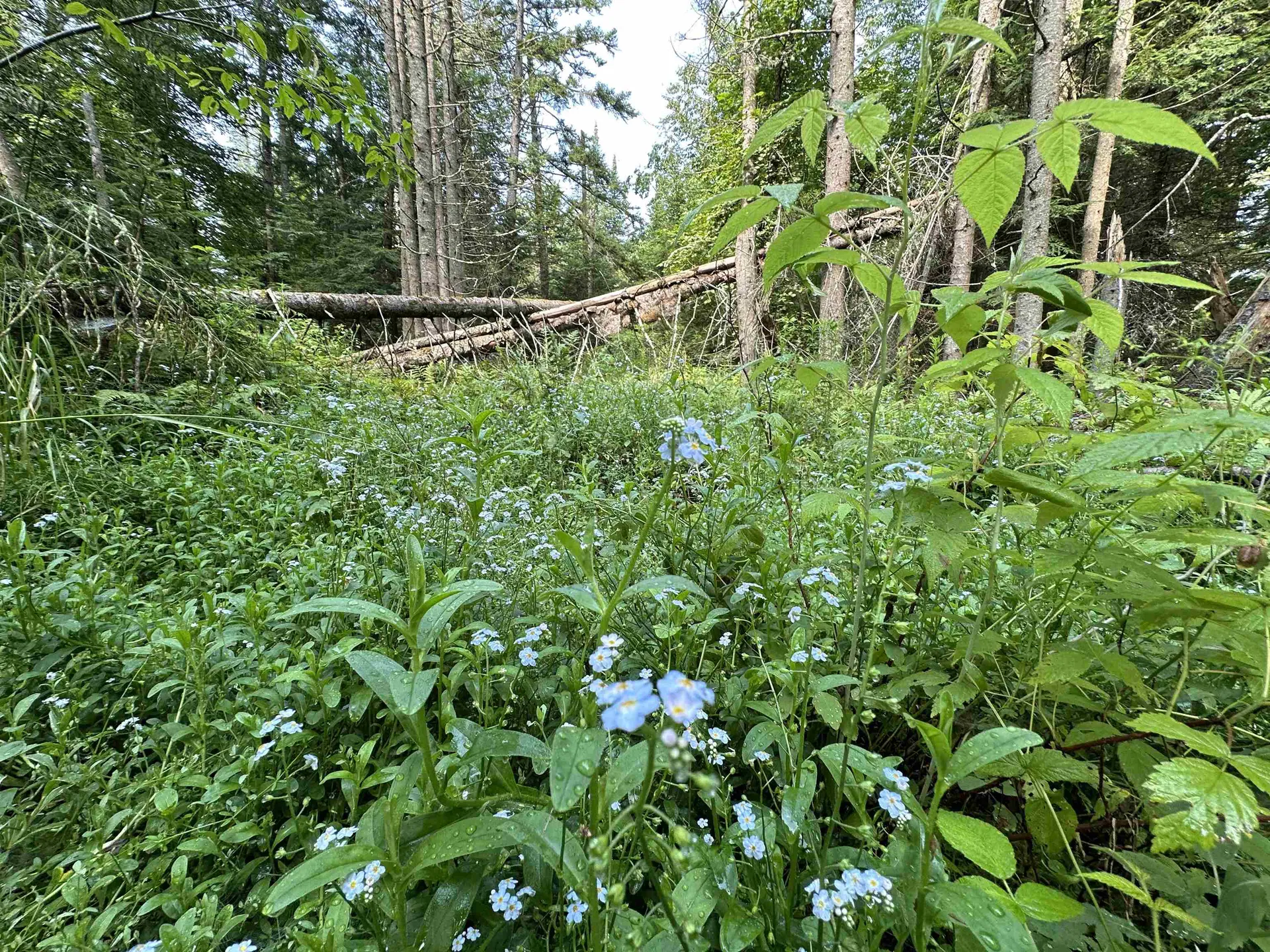 001 Elmore Pond Road Wolcott VT 05680
