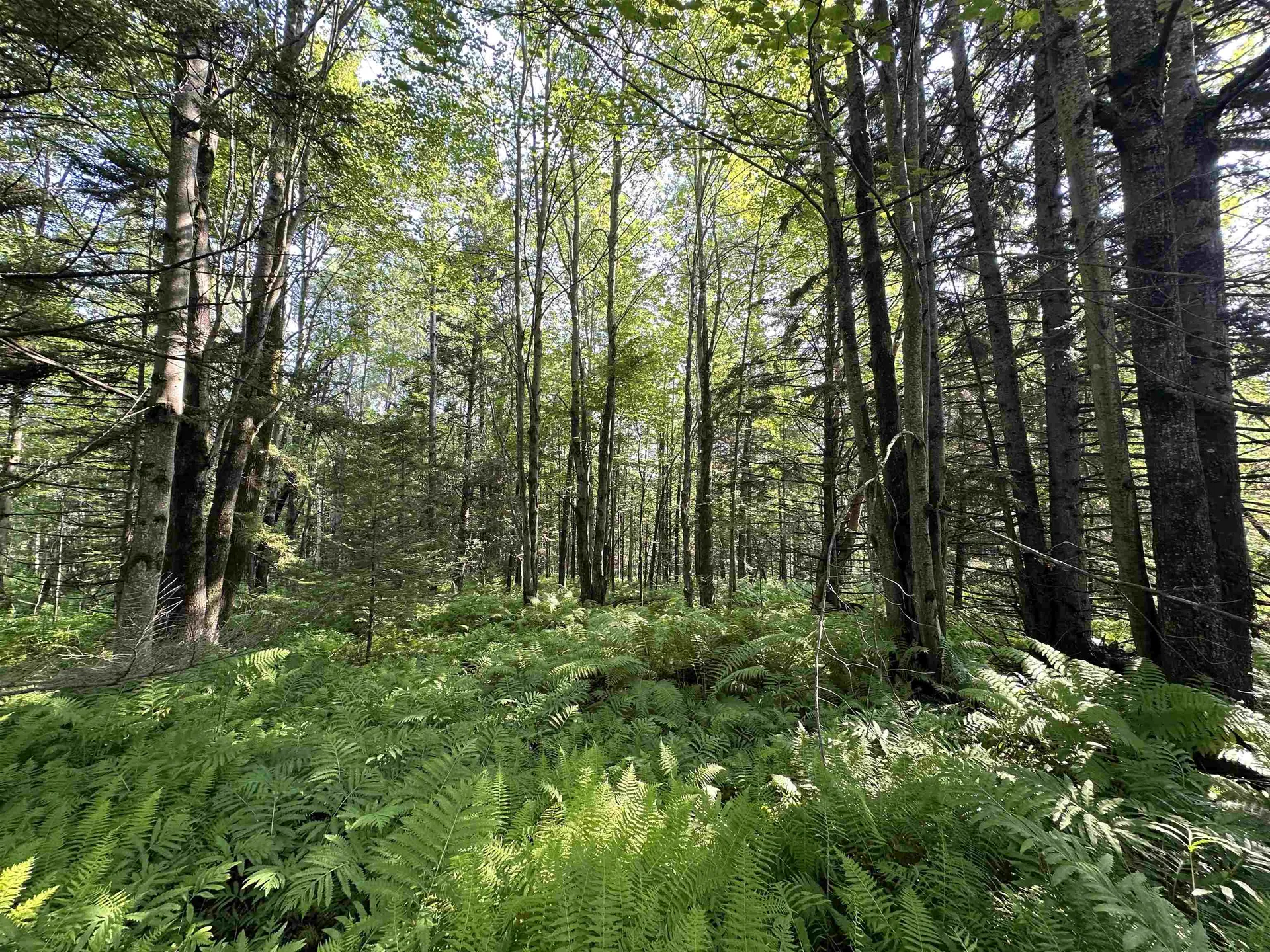 001 Elmore Pond Road Wolcott VT 05680