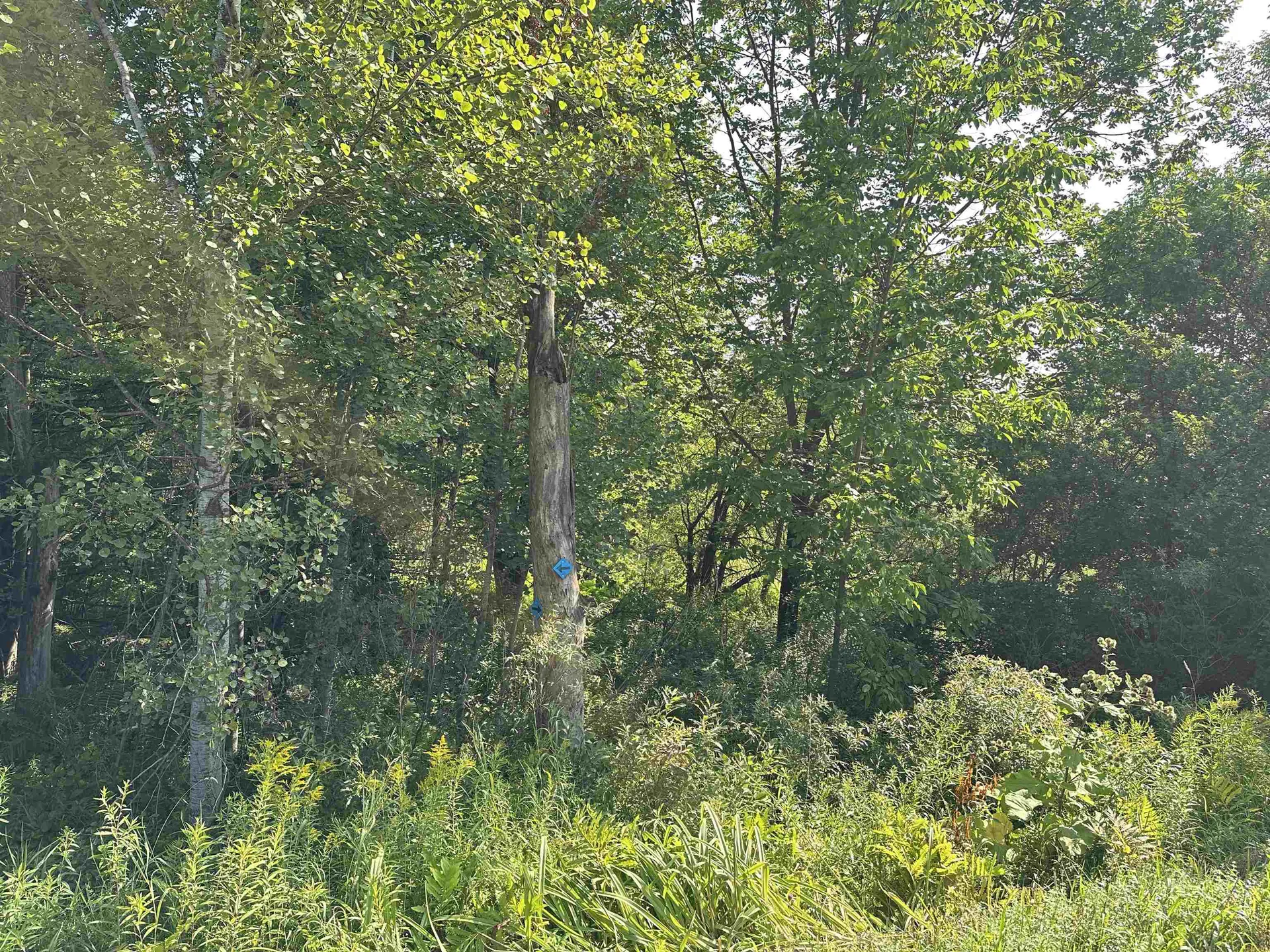 00 Elmore Pond Road Wolcott VT 05680