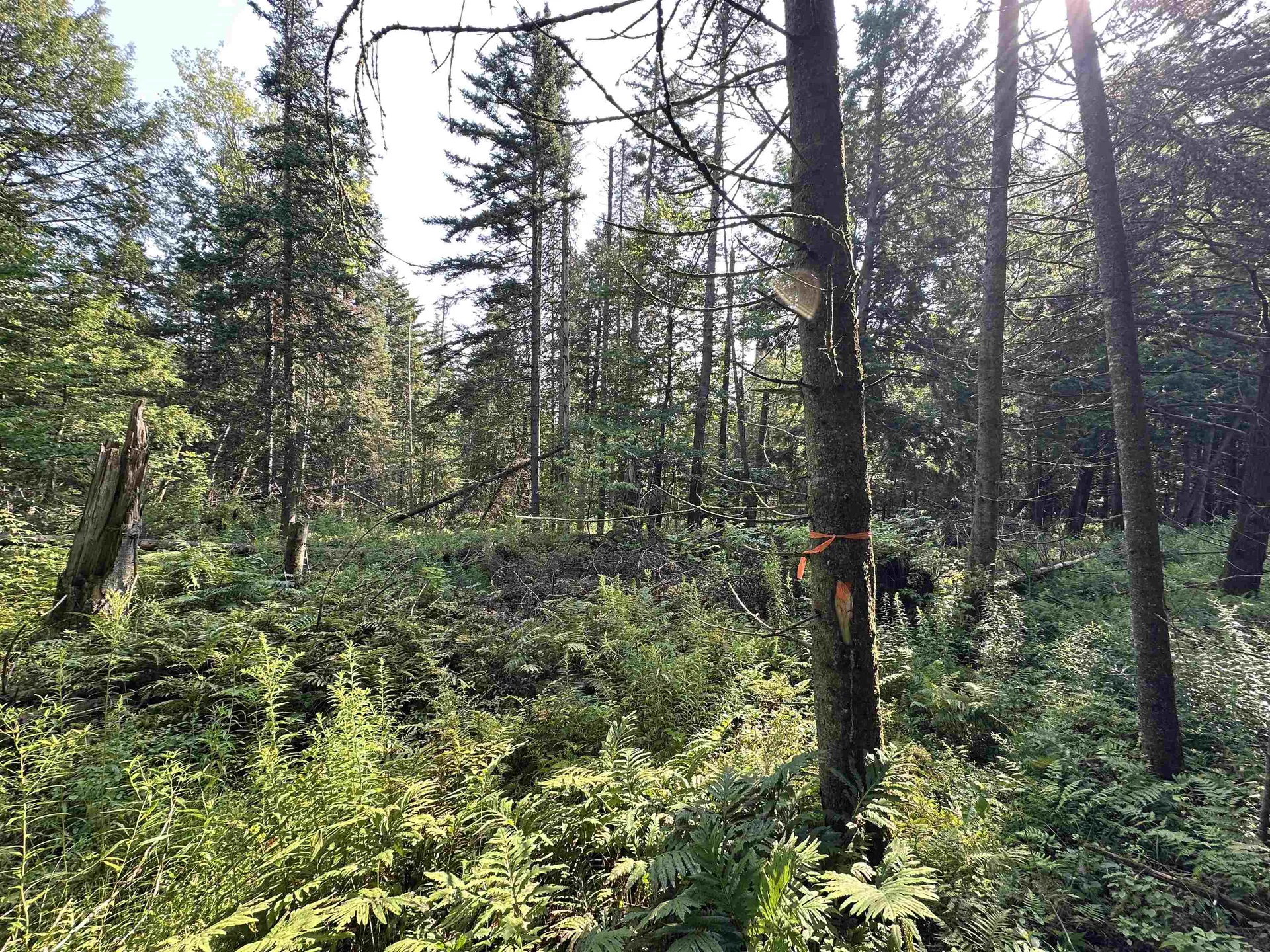 00 Elmore Pond Road Wolcott VT 05680