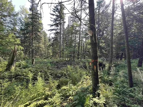 00 Elmore Pond Road Wolcott VT 05680