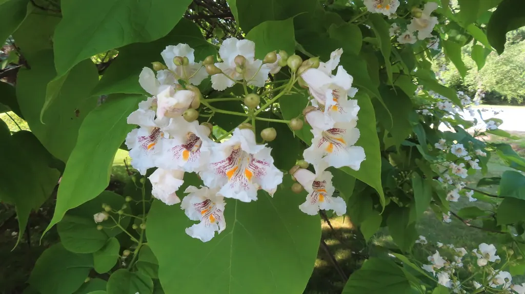 5 Asa Drive Bow NH 03304