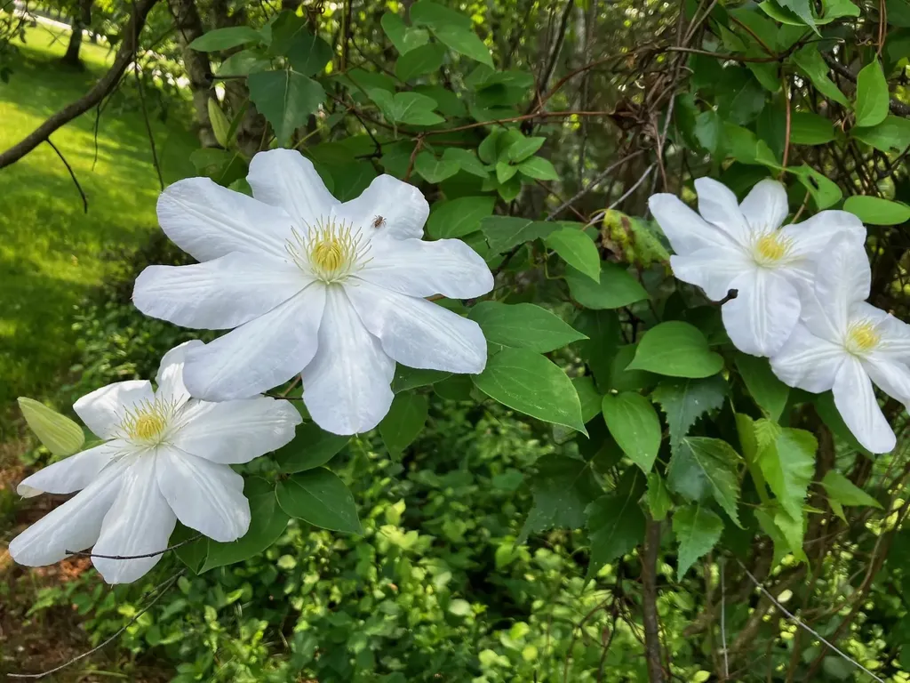 5 Asa Drive Bow NH 03304