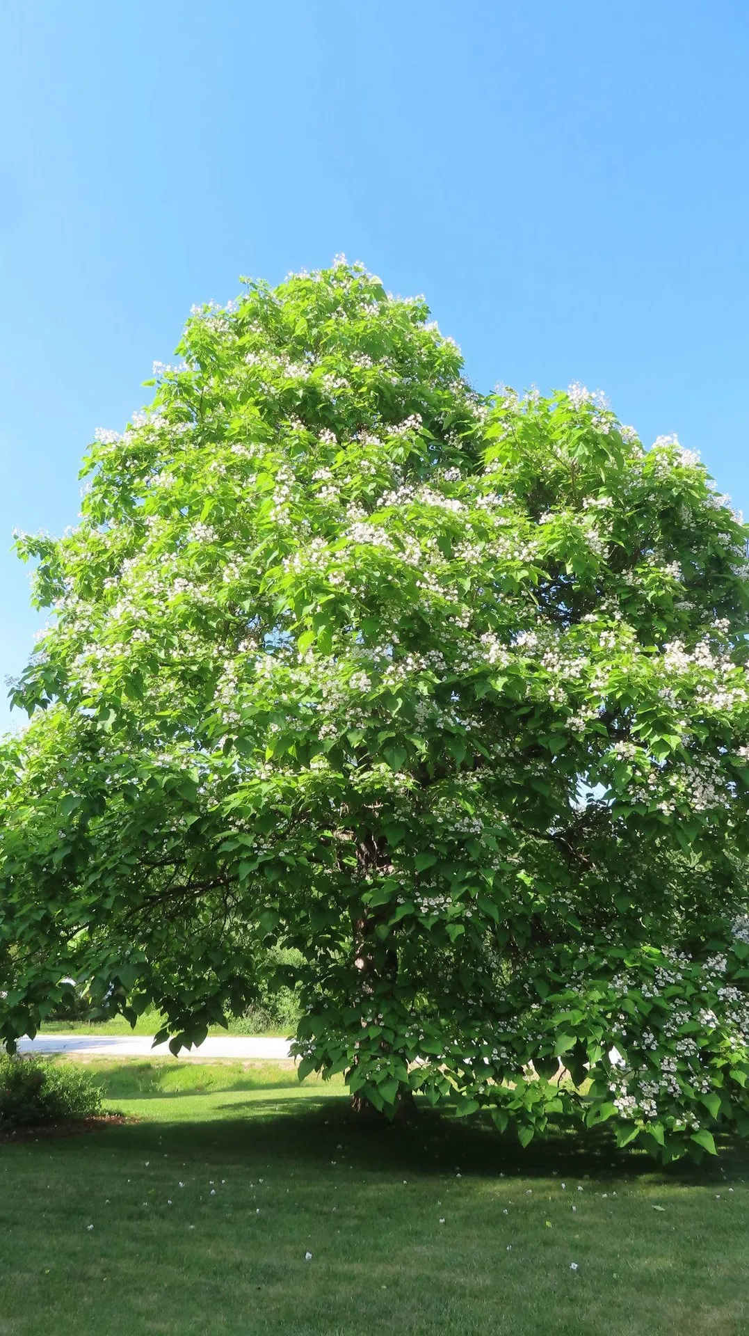 5 Asa Drive Bow NH 03304