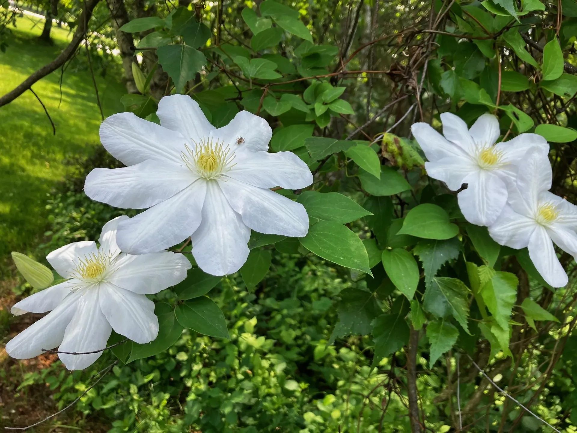 5 Asa Drive Bow NH 03304