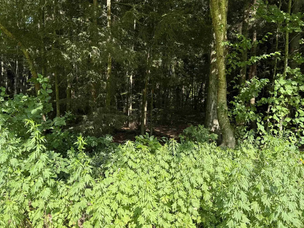 609 Mountain View Road Tinmouth VT 05773