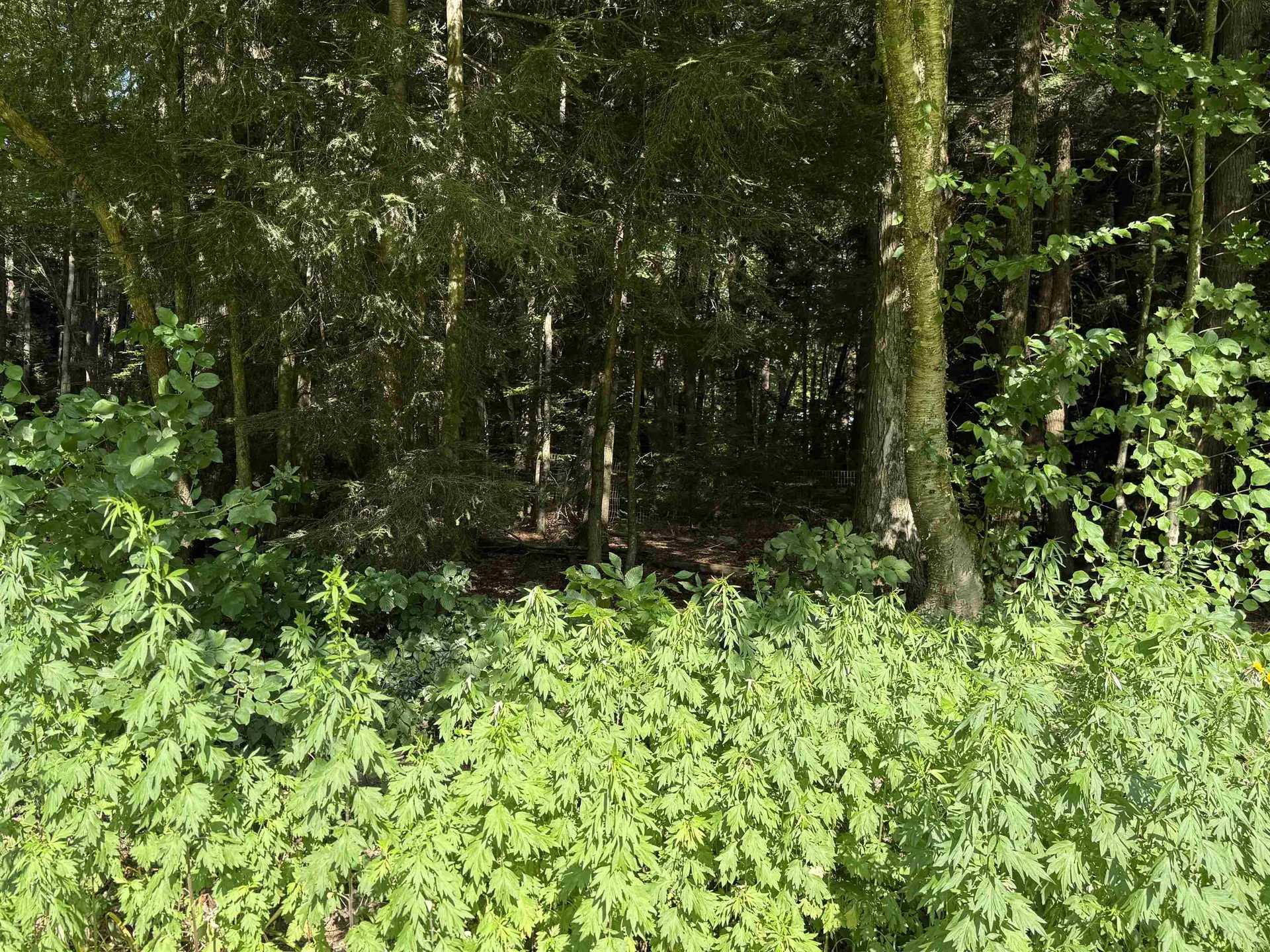 609 Mountain View Road Tinmouth VT 05773