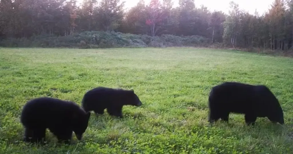 849 Mount Bess Road Charleston VT 05872