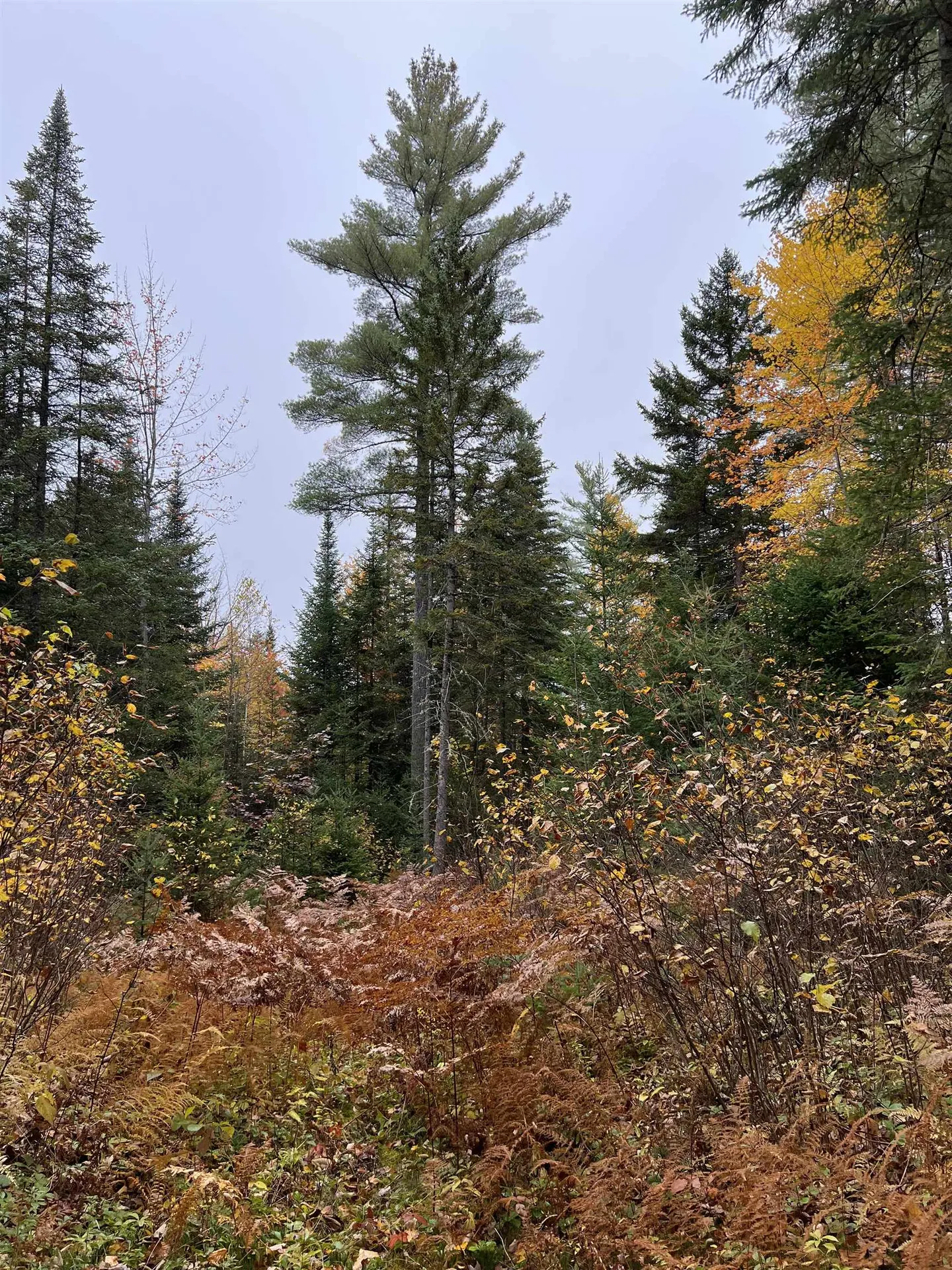 0 Evergreen Drive Dalton NH 03598