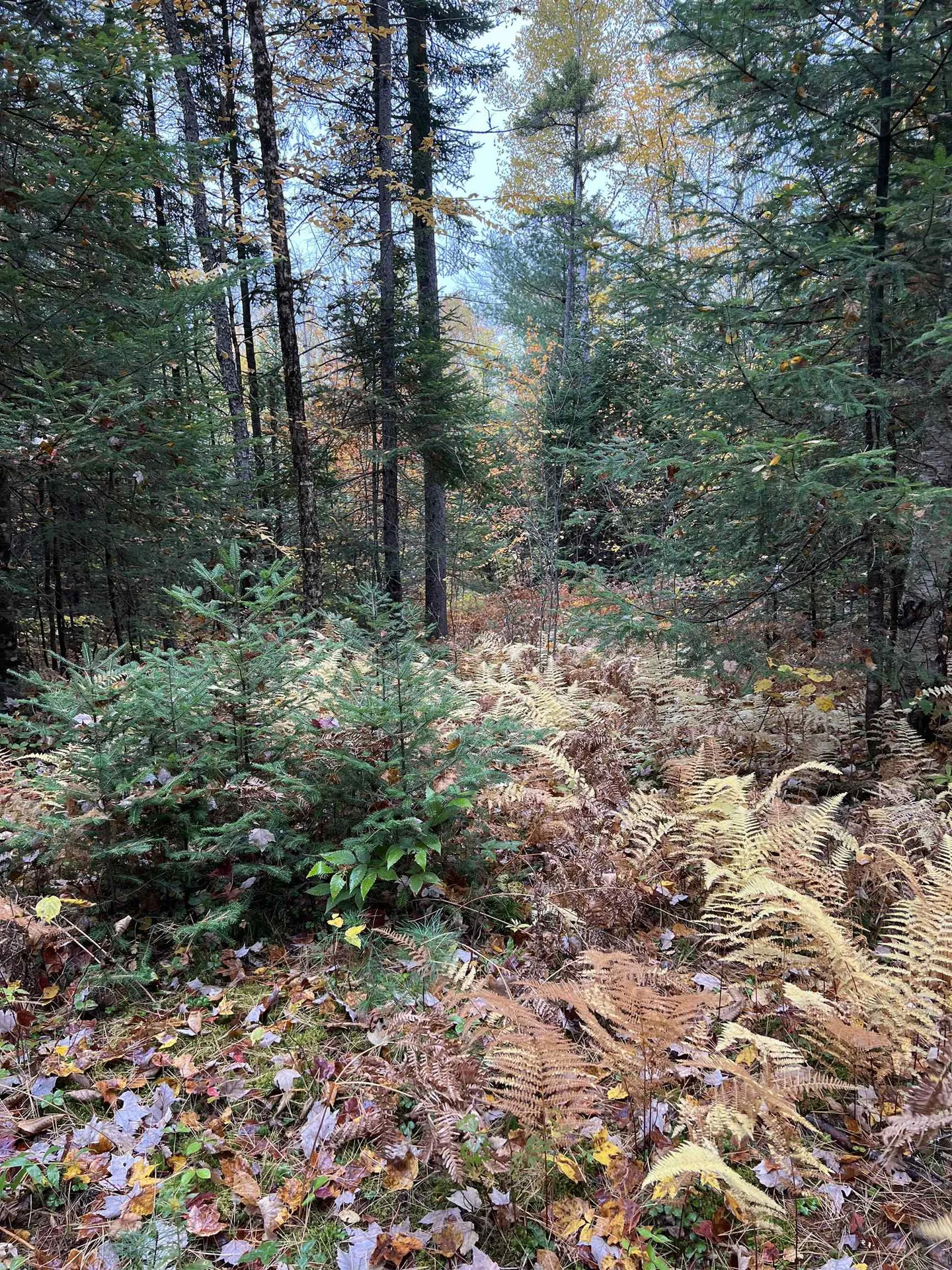 0 Evergreen Drive Dalton NH 03598