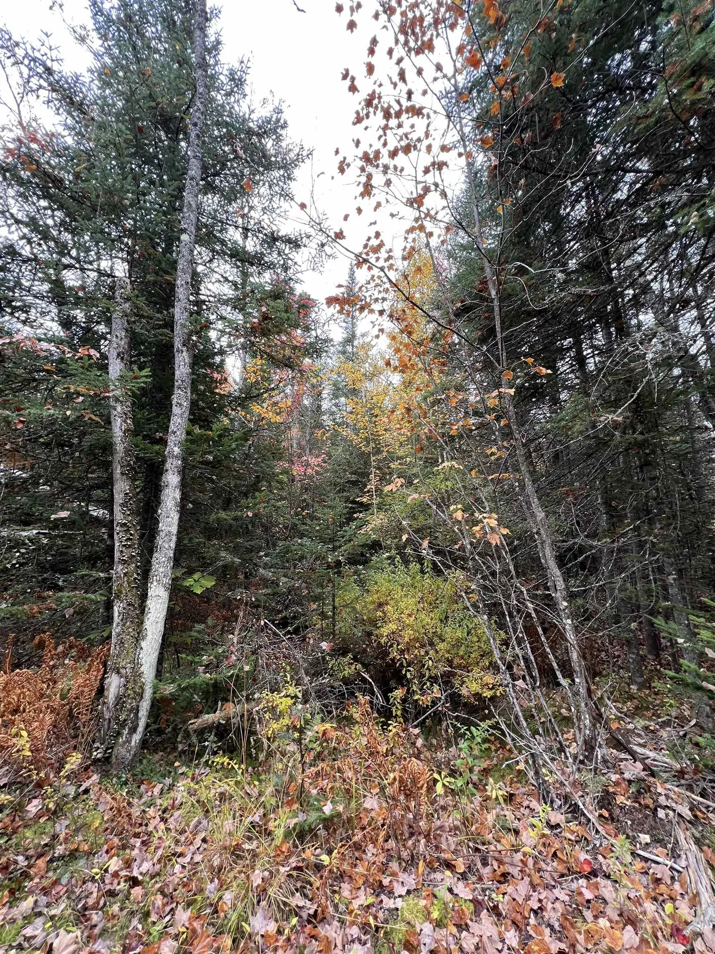 0 Evergreen Drive Dalton NH 03598